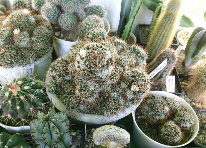 Mammillaria - cactusi -nu le mai am