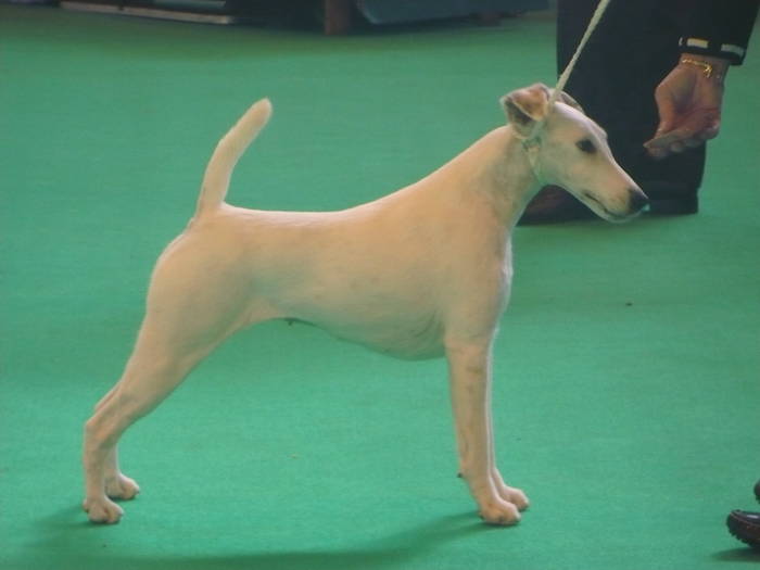 P1050500 - crufts 2009 smooth fox  and wire