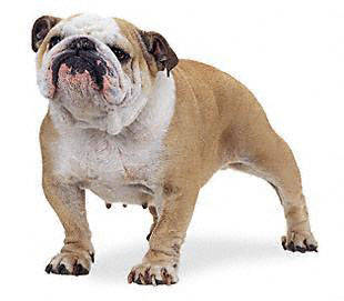 english_bulldog - Guardians