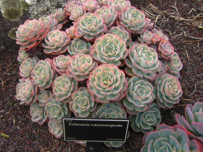 echeveria_rubromarginata_2