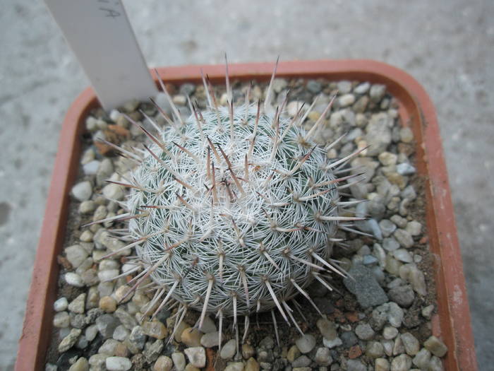 Mammillaria de la Gino