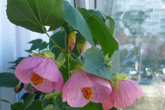 P1090354 - ABUTILONI