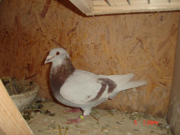 Picture 405 - porumbeii unui prieten
