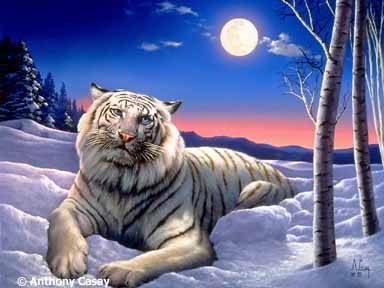 tigru alb desenat - Poze cu animale