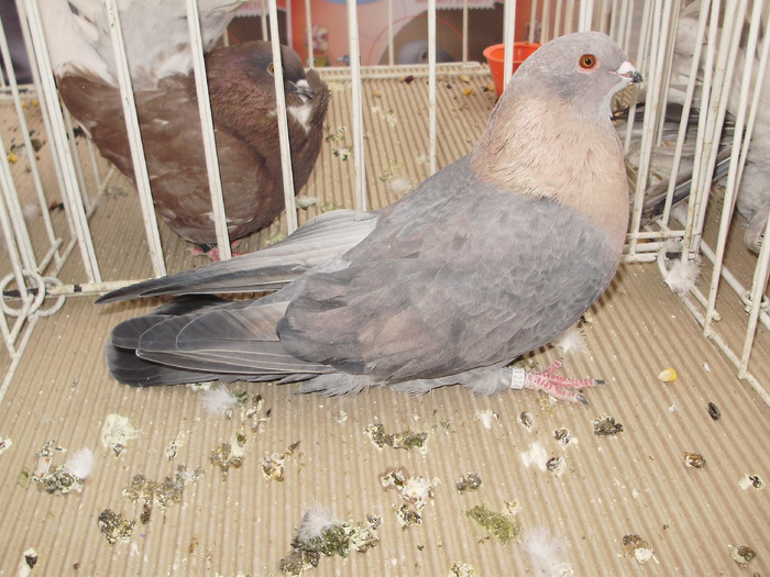 swift egiptean 1