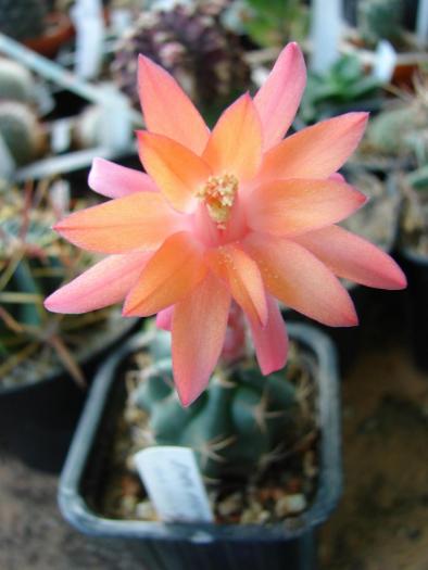 Matucana paucicostata - Cactusi la Mangalia