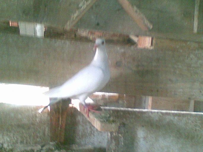 07062008(001); tot puiu ala...
