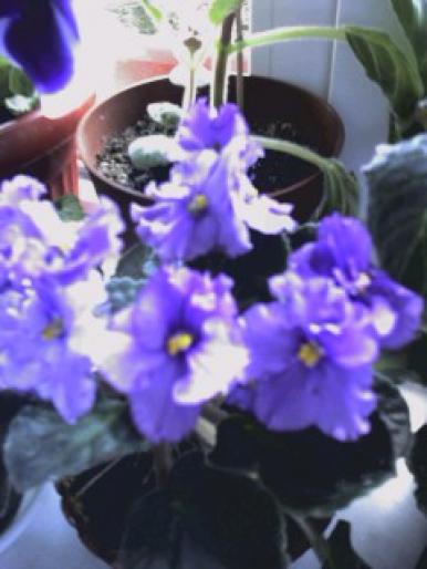 violeta - flori de la birou 2008