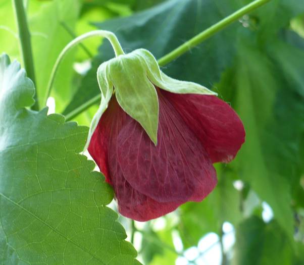 P1120289 - ABUTILONI