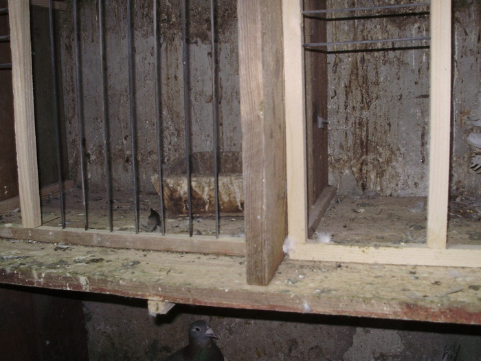 P8231988 - 1744 Sedat Iusein