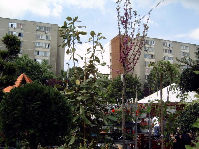 DSC00051 - Expozitie flori Timisoara  luna Mai 2008