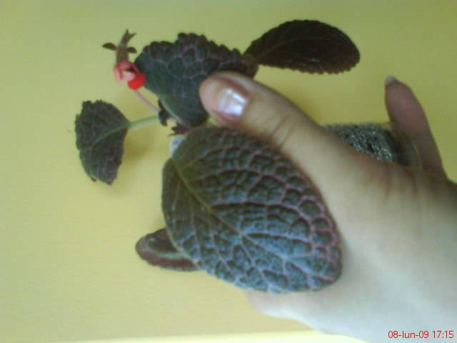 Episcia Chocolate Cream (1) - Episcia