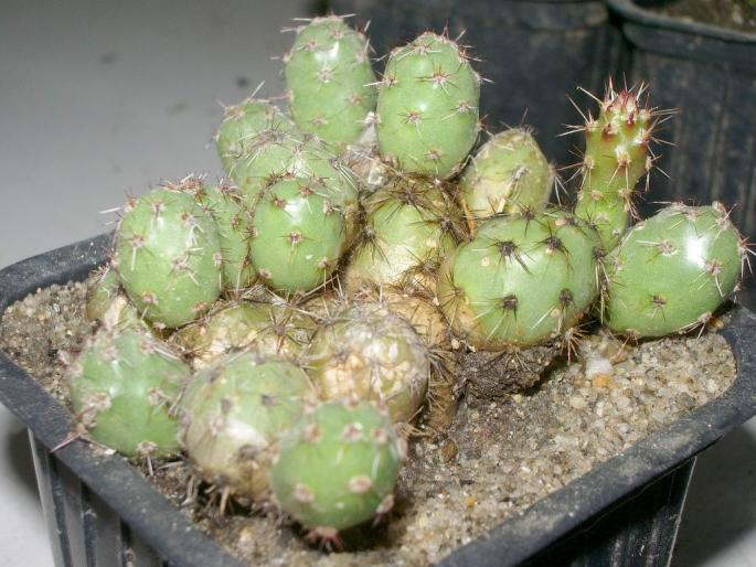 Tephrocactus