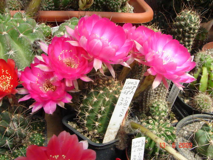 DSC06131