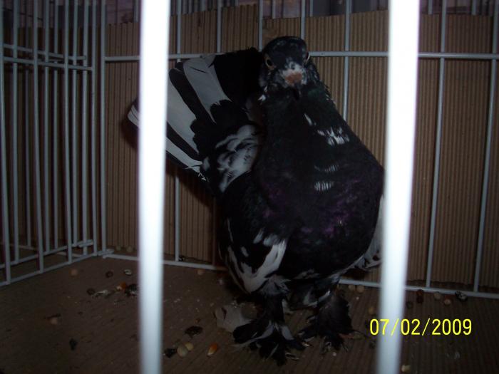 Expo Oradea 2009 056