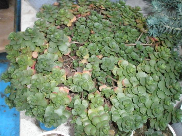 Sedum