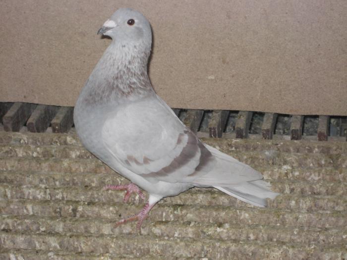 Desmeth Mathis-Horemans(Viden)