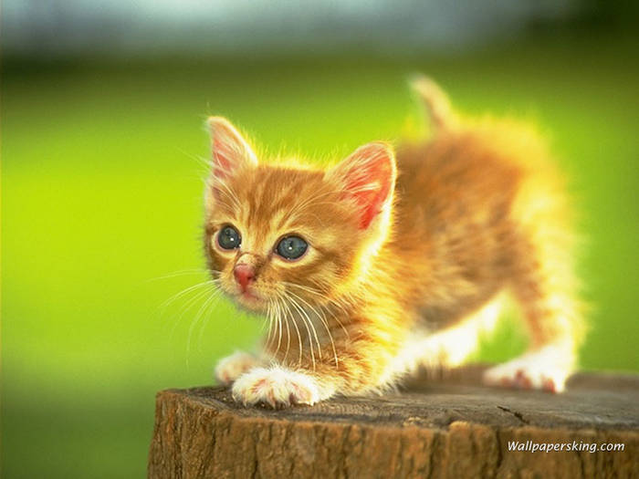 pui de pisica portocaliu - poze cu animale
