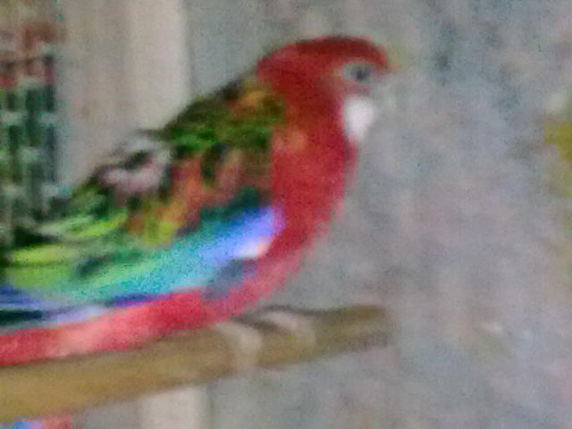 Rosella rubin; femela
