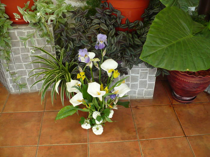 P1120029 - Herastrau 2009 mai 10