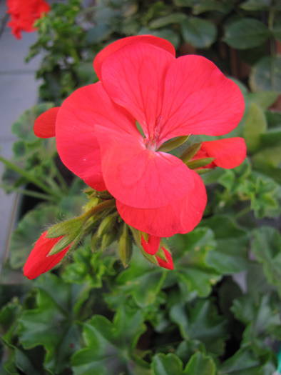 Muscata 23 iun 2009 (1)