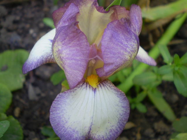 iris pitic 2