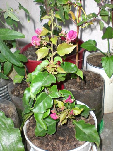 bouganvillae roz - w 2007 florile mele