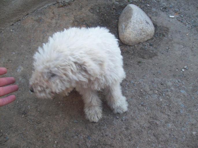 PRAKTIKA KEPEK 731 - KOMONDOR