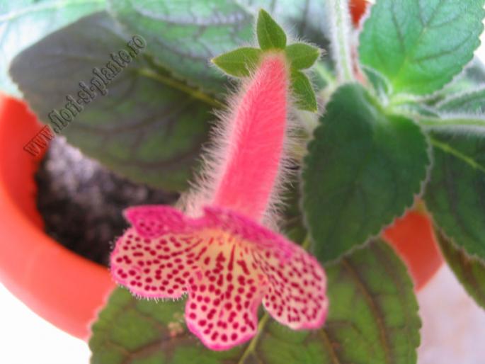 Kohleria Hanna Roberts 8