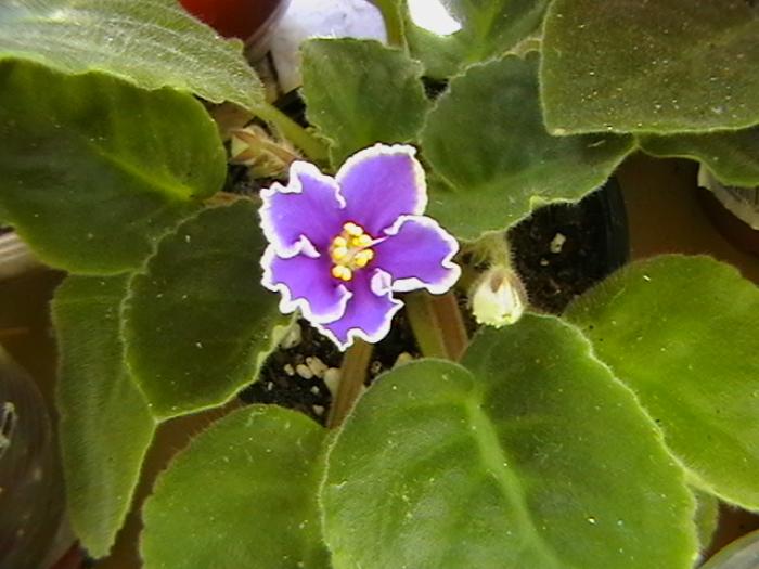 rebels sk3-sport - violete 2009