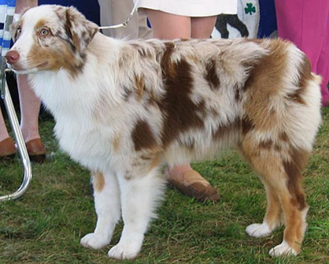 AUSTRALIAN SHEPHERD DOG