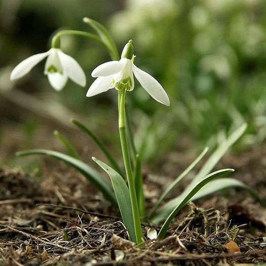 600px-Galanthus_nivalis - Flori