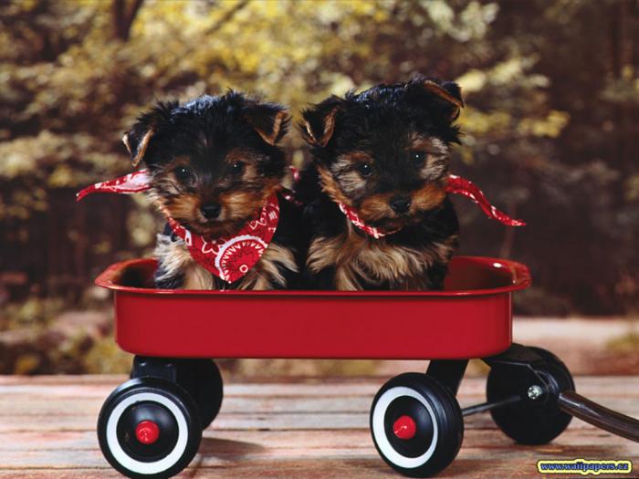 Cateii pana La MoarTe.. - poze animale