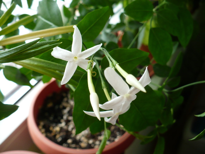 P1190124 - Iasomie de camera - Jasminum