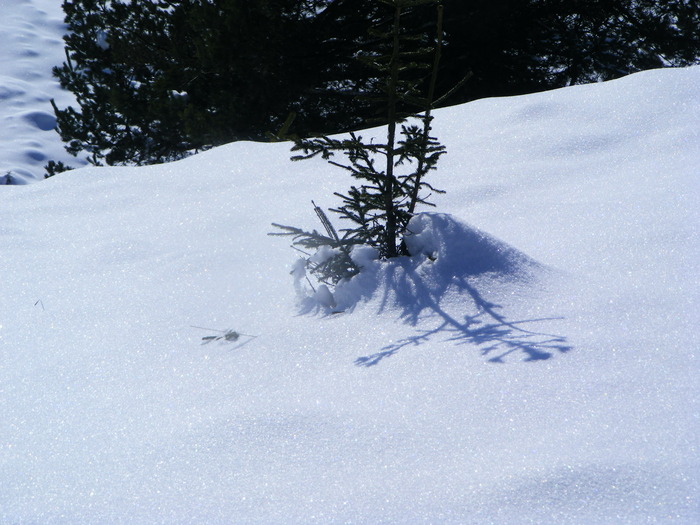 DSCF6952