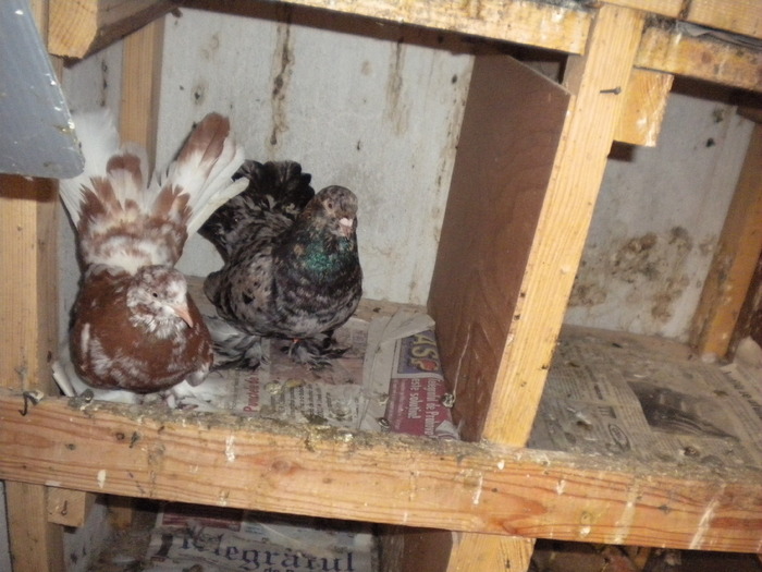 Picture 214 - Raicu 2