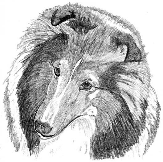 Shetland Sheepdog1