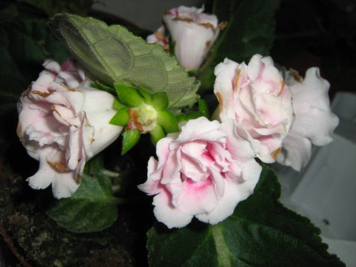 gloxinie - floricele
