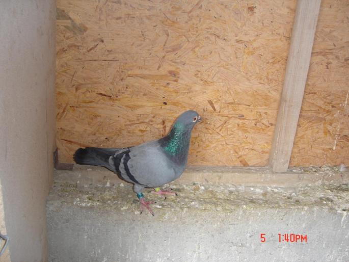 Picture 412 - porumbeii unui prieten