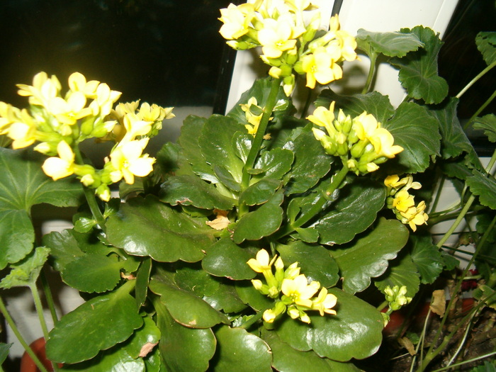 kalanchoe galbena 20.01.2010