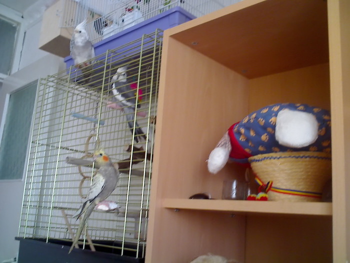 21-04-09_1003 - nimfele mele