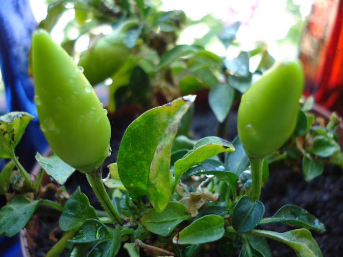 Salsa Yellow Pepper (2009, June 16) - Salsa Yellow Pepper