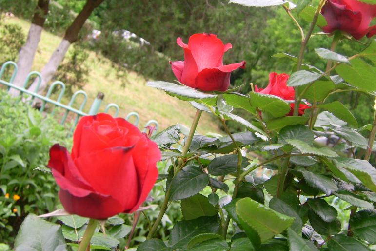 gradina 2008 038