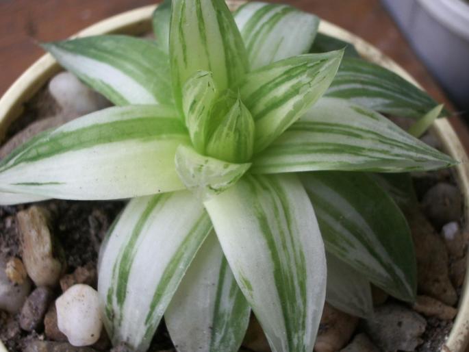 Haworthia cimbiformis - forma clorofil-deficitara - Suculente
