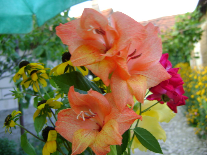 DSC02886 - gladiole