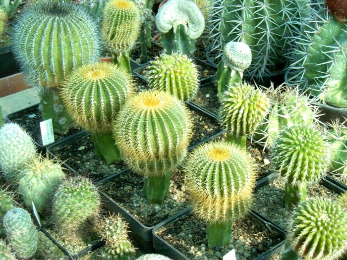 Rajko (48) - Cactusi