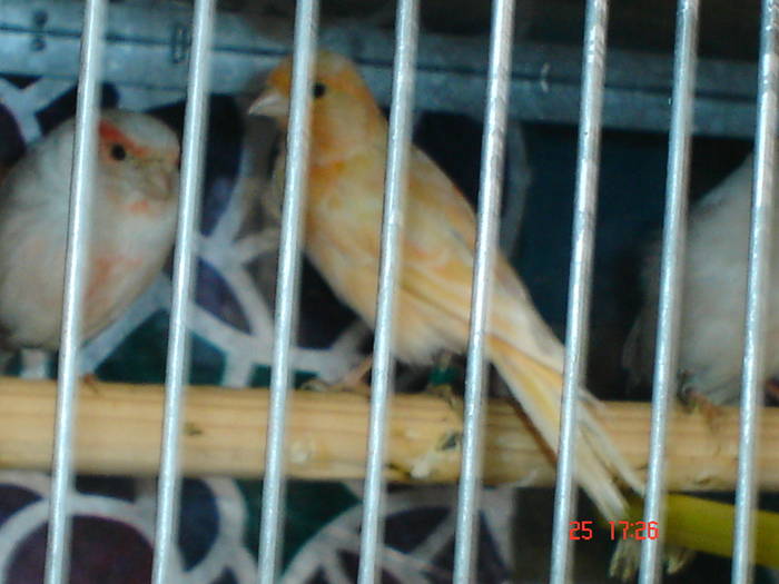 DSC02235 - PASARI CARE NU LE MAI AM - CANARI