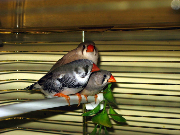 IMG_0793 - 1_1 - Zebre australiene - Zebra finches