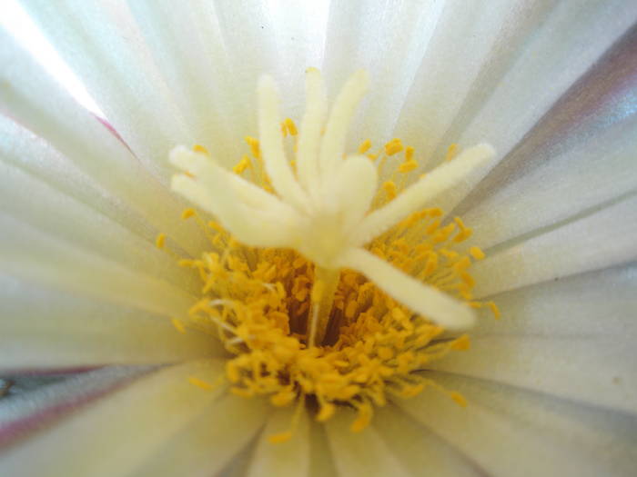 bumamma - macro floare - Coryphantha