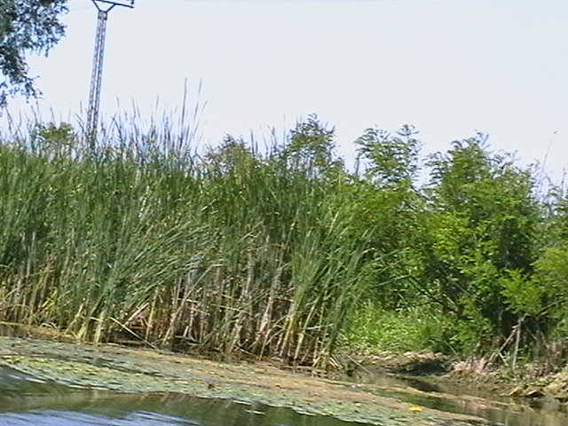 IMGA0874 - In Delta Dunarii- Mila 23-iunie 2009